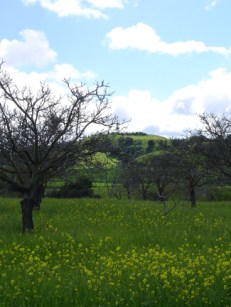 mustardorchard.jpg