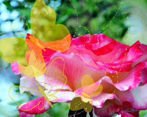 Happy Butterfly Trails by Lorrie Morrison